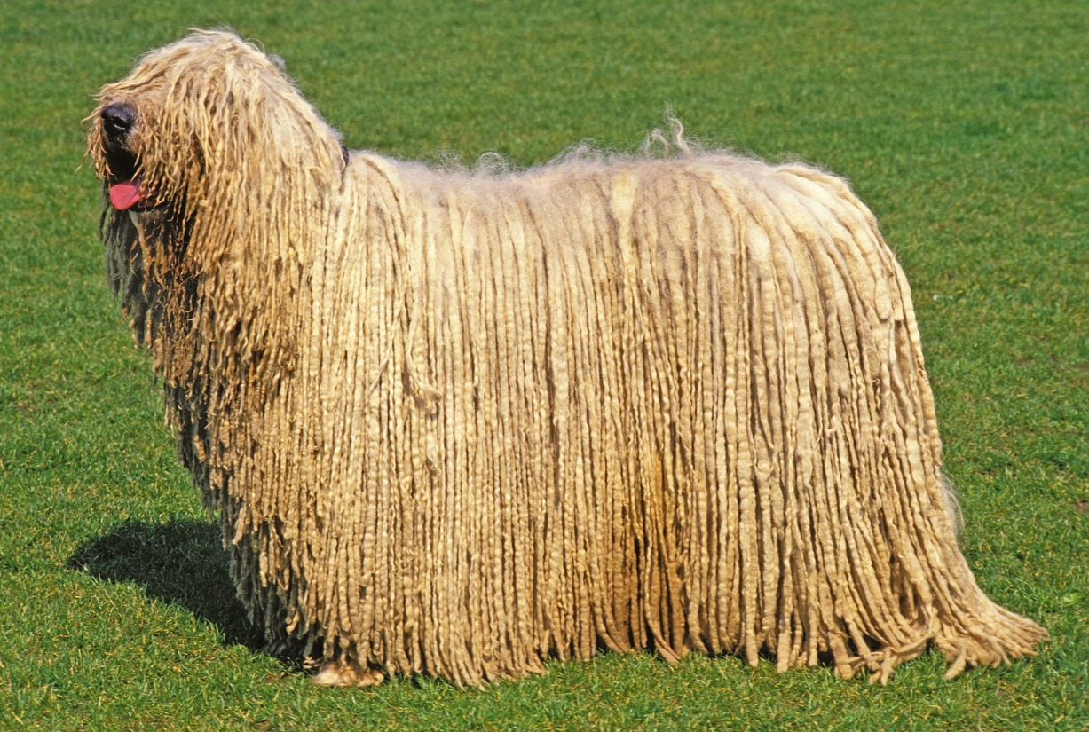 Hungária Komondor Klub Klubkiállítás és tenyészszemle